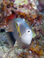 Scimitar Triggerfish (Sufflamen bursa) Scimitar Triggerfish (Sufflamen bursa)