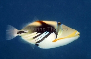 Blackbar Triggerfish (Rhinecanthus aculeatus) Blackbar Triggerfish (Rhinecanthus aculeatus)