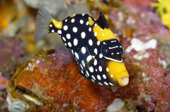 Clown Triggerfish (Balistoides conspicillum) Clown Triggerfish (Balistoides conspicillum)