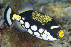 Clown Triggerfish (Balistoides conspicillum) Clown Triggerfish (Balistoides conspicillum)