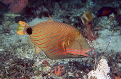Orange Lined Triggerfish (Balistapus undulatus) Orange Lined Triggerfish (Balistapus undulatus)