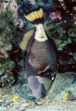 Titan Triggerfish (Balistoides viridescens)