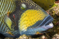 Titan Triggerfish (Balistoides viridescens) Titan Triggerfish (Balistoides viridescens)