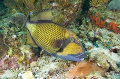 Titan Triggerfish (Balistoides viridescens) Titan Triggerfish (Balistoides viridescens)