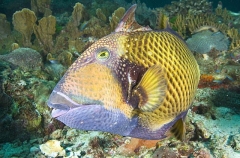 Titan Triggerfish (Balistoides viridescens) Titan Triggerfish (Balistoides viridescens)