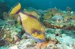 Titan Triggerfish (Balistoides viridescens) Titan Triggerfish (Balistoides viridescens)