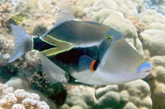 Picasso Triggerfish (Rhinecanthus rectangulus) Picasso Triggerfish (Rhinecanthus rectangulus)