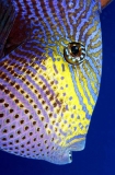 Black Triggerfish (Melichthys niger) Black Triggerfish (Melichthys niger)