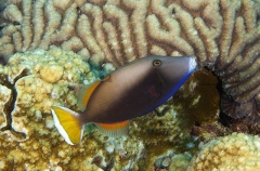Halfmoon Triggerfish (Sufflamen chrysopterum) Halfmoon Triggerfish (Sufflamen chrysopterum)