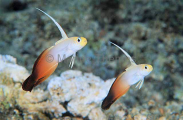 Fire Dart Goby (Nemateleotris magnifica) Fire Dart Goby (Nemateleotris magnifica)