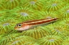 Neon Triplefin (Helcogramma striata) Neon Triplefin (Helcogramma striata)