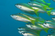 Bigeye Seaperch (Lutjanus lutjanus) Bigeye Seaperch (Lutjanus lutjanus)