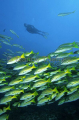 Blue and Gold Snapper (Lutjanus viridis) Blue and Gold Snapper (Lutjanus viridis)