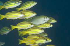 Four-lined Snapper (Lutjanus kasmira) Four-lined Snapper (Lutjanus kasmira)