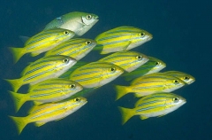 Four-lined Snapper (Lutjanus kasmira)