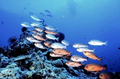 Pinjalo Snapper (Pinjalo pinjalo) Pinjalo Snapper (Pinjalo pinjalo)