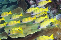 Five-lined Snapper (Lutjanus quinquelineatus) Five-lined Snapper (Lutjanus quinquelineatus)