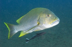 Blubberlip Snapper (Lutjanus rivulatus)