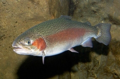 Rainbow Trout (Oncorhyncus mykiss) Rainbow Trout (Oncorhyncus mykiss)