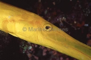 Trumpetfish (Aulostomus chinensis) Trumpetfish (Aulostomus chinensis)