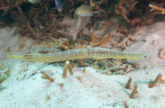 Trumpetfish (Aulostomus chinensis) Trumpetfish (Aulostomus chinensis)