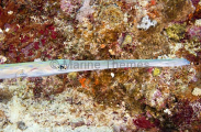Smooth Flutemouth (Fistularia commersonii)
