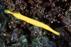 Trumpetfish (Aulostomus chinensis) Trumpetfish (Aulostomus chinensis)