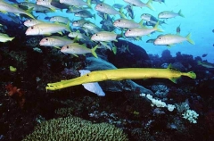 Trumpetfish (Aulostomus chinensis) Trumpetfish (Aulostomus chinensis)