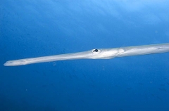 Smooth Flutemouth (Fistularia commersonii) Smooth Flutemouth (Fistularia commersonii)