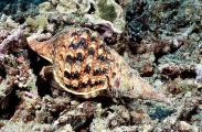 Triton Shell (Charonia tritonis) Triton Shell (Charonia tritonis)