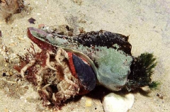 Spengler's Triton (Cabestana spengleri)