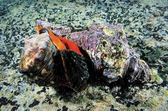 Panamic Horse Conch (Pleuroploca princeps) Panamic Horse Conch (Pleuroploca princeps)