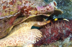 Triton (Charonia tritonis) Triton (Charonia tritonis)