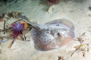 Common Stingaree (Trygonoptera testacea) Common Stingaree (Trygonoptera testacea)