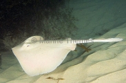 Common Stingaree (Trygonoptera testacea) Common Stingaree (Trygonoptera testacea)