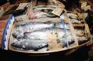 Tsukiji fish market in Japan. Largest fish market in the world with over 2800 tons of fish sold per day. Tsukiji fish market in Japan. Largest fish market in the world with over 2800 tons of fish sold per day.