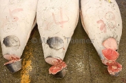 Tuna on display at fish market auction. Tuna on display at fish market auction.