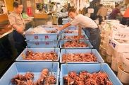 Octopus for sale in fish market. Octopus for sale in fish market.
