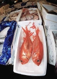 Tsukiji fish market in Japan. Largest fish market in the world with over 2800 tons of fish sold per day. Tsukiji fish market in Japan. Largest fish market in the world with over 2800 tons of fish sold per day.