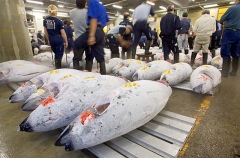 Tuna being auctioned off in Tsukiji Fish Market, Tokyo, Japan. Tuna being auctioned off in Tsukiji Fish Market, Tokyo, Japan.