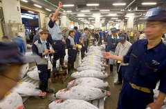 Tuna being auctioned off in Tsukiji Fish Market, Tokyo, Japan. Tuna being auctioned off in Tsukiji Fish Market, Tokyo, Japan.