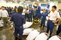 Tuna being auctioned off in Tsukiji Fish Market, Tokyo, Japan. Tuna being auctioned off in Tsukiji Fish Market, Tokyo, Japan.