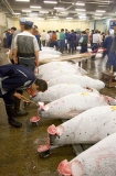 Buyers at tuna auction in Tsukiji Fish Market, Tokyo, Japan inspecting fish sample cuts for consistancy and quality of flesh colour and fat content. Buyers at tuna auction in Tsukiji Fish Market, Tokyo, Japan inspecting fish sample cuts for consistancy and quality of flesh colour and fat content.