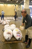 Moving tuna purchased at auction in Tsukiji Fish Market, Tokyo, Japan. Moving tuna purchased at auction in Tsukiji Fish Market, Tokyo, Japan.