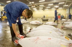 Buyers at tuna auction in Tsukiji Fish Market, Tokyo, Japan inspecting fish sample cuts for consistancy and quality of flesh colour and fat content. Buyers at tuna auction in Tsukiji Fish Market, Tokyo, Japan inspecting fish sample cuts for consistancy and quality of flesh colour and fat content.