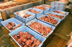 Octopus for sale in fish market. Octopus for sale in fish market.