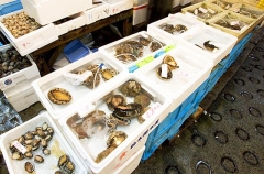 Live blacklip abalone for sale in fish market.