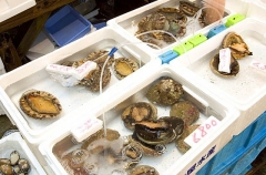 Live blacklip abalone for sale in fish market.