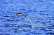 Skipjack Tuna (Katsuwonus pelamis) Skipjack Tuna (Katsuwonus pelamis)