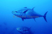 Northern Bluefin Tuna (Thunnus thynnus) Northern Bluefin Tuna (Thunnus thynnus)